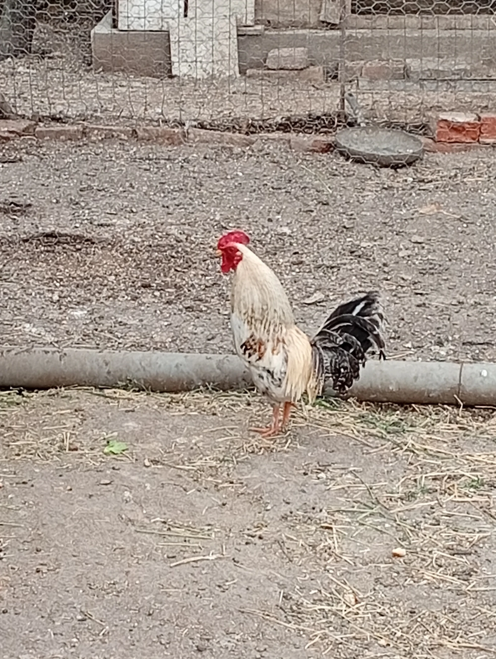 Cocoș pitic de vânzare 