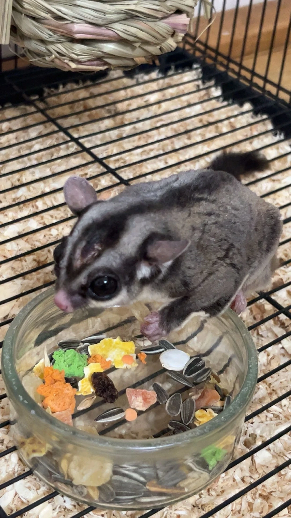 Vând veverita marsupiala 