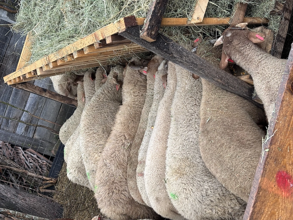 Miei pentru Paște 16 27 kg, naturali, fără concentrate, Harghita