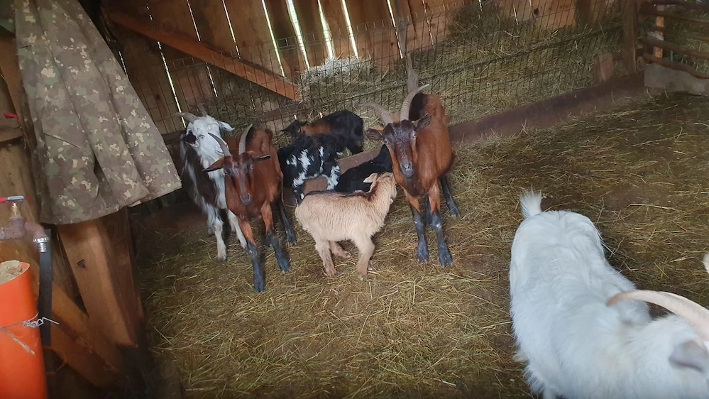 Capre cu iezi de vanzare! 