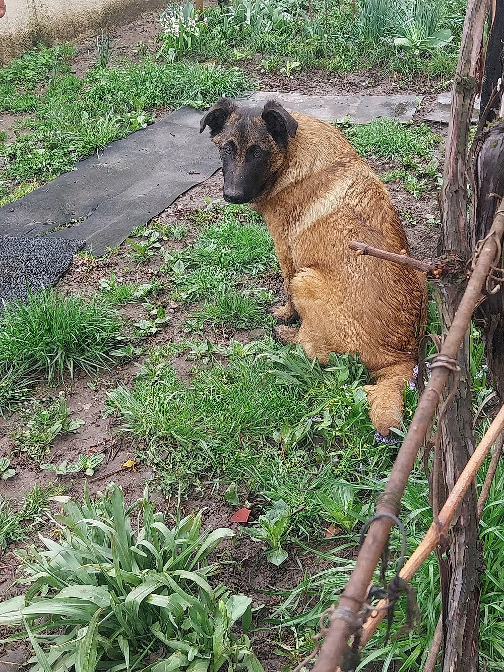 Adopție Mascul Ciobanesc Belgian 