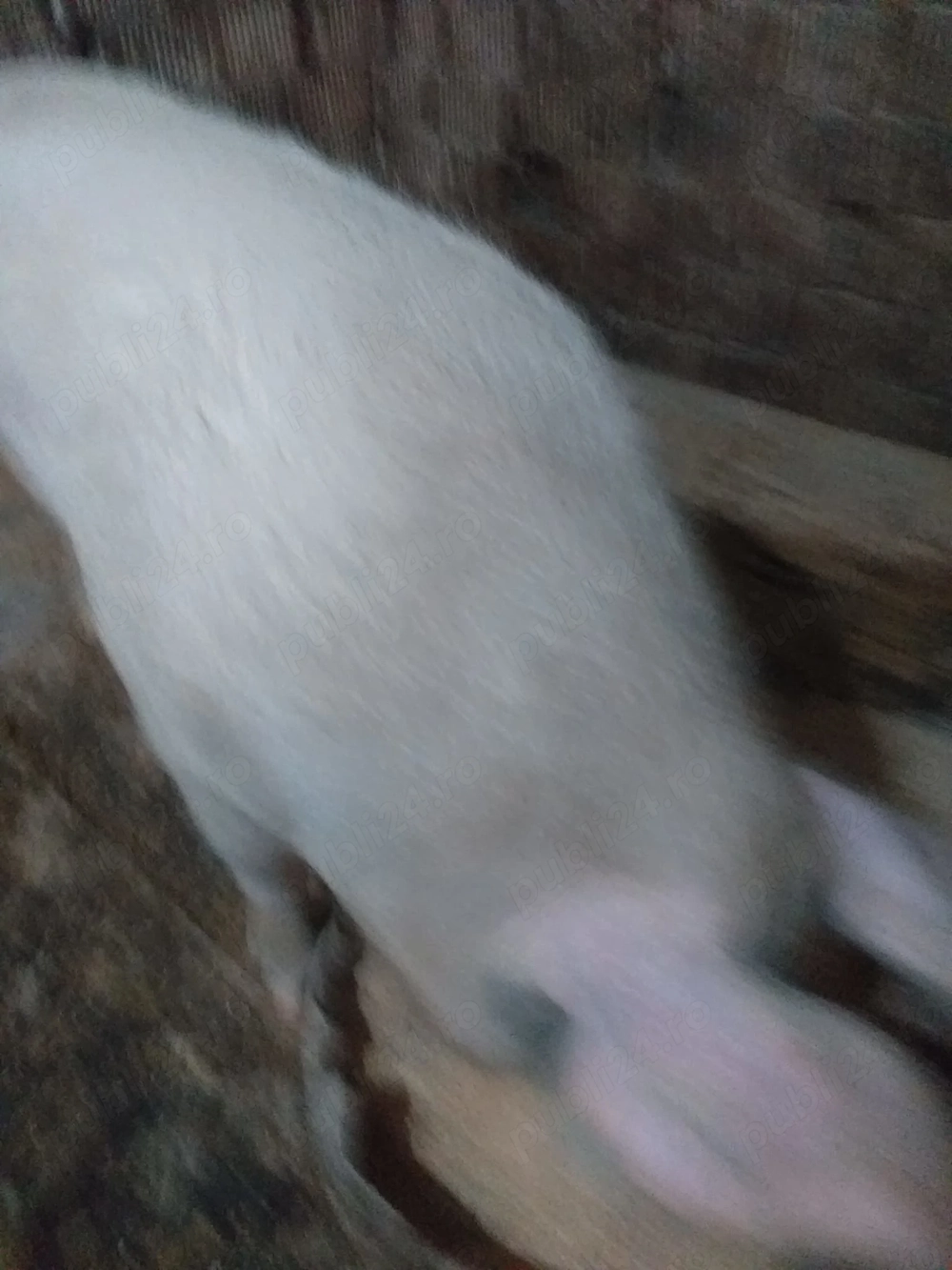 Vand porc gras 180 kg