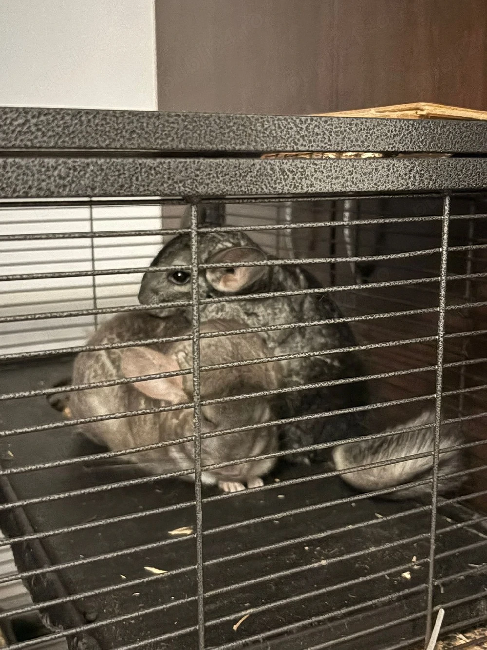 Donez 2 șinșile femele cu vârsta de 2 ani 