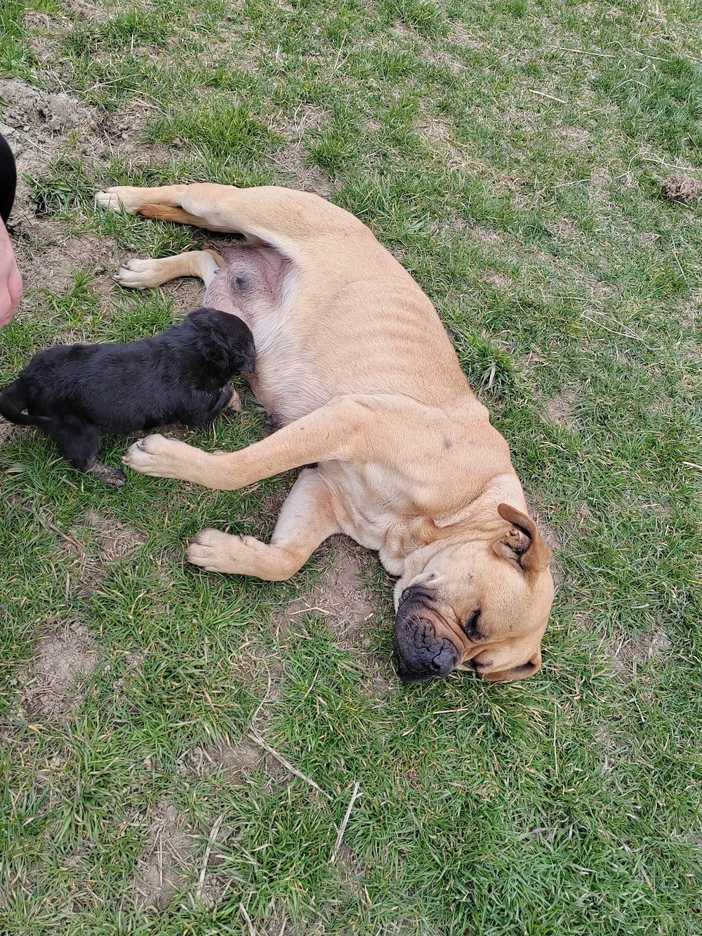 Oferim spre adopție o cățelușă adorabilă, în vârstă de 8 săptămâni.  (Bullmastiff   Ciobănesc)