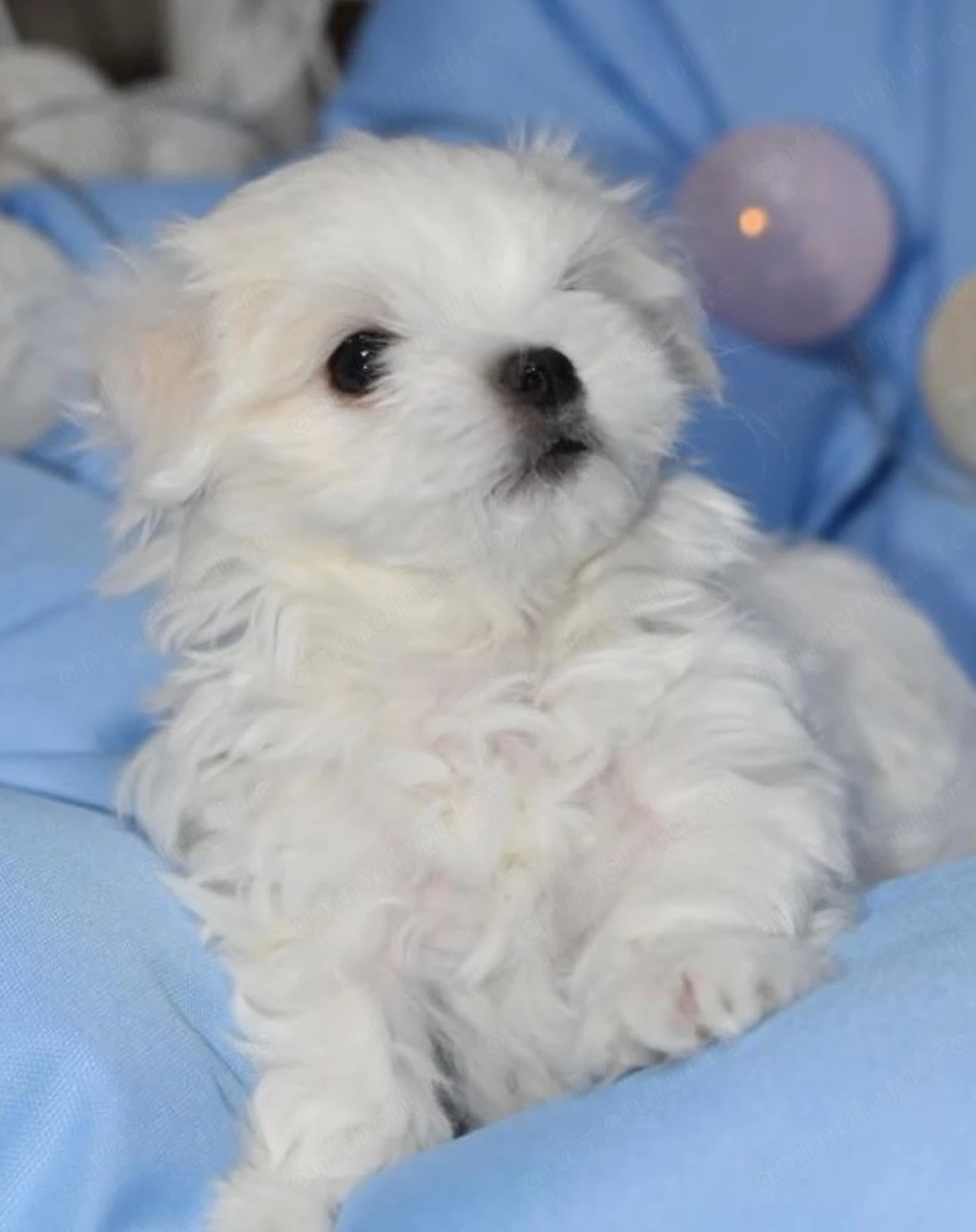 Bichon maltez 1300 lei