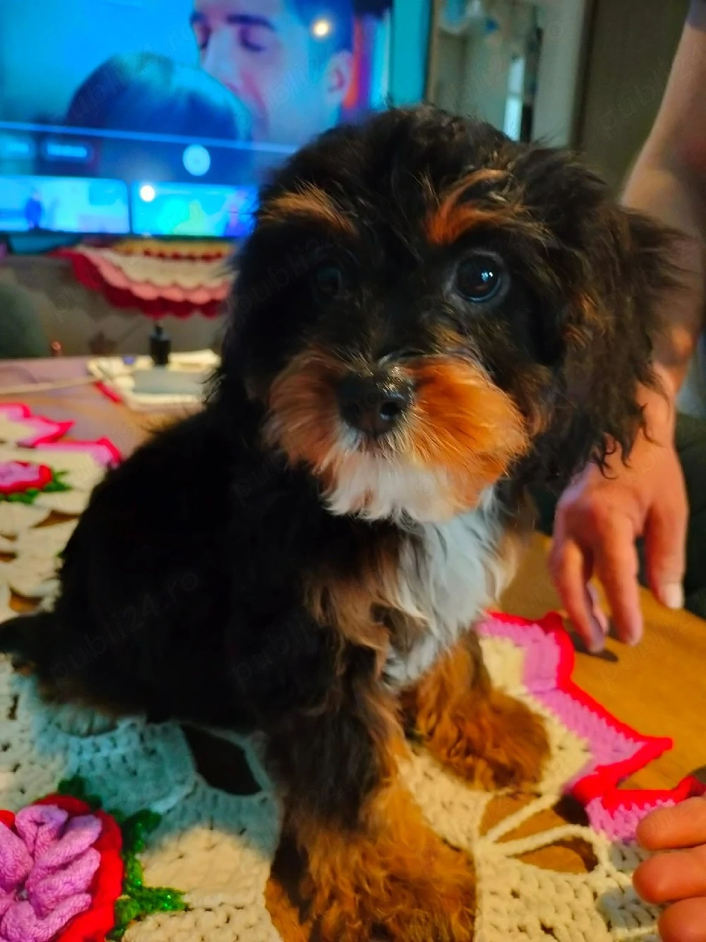 Cavapoo fetite si baeti 