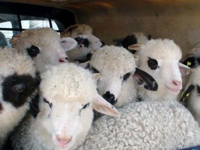 Vând miei de Paști 