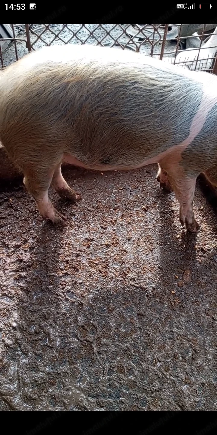 De vânzare o purcea de 90 de kg 