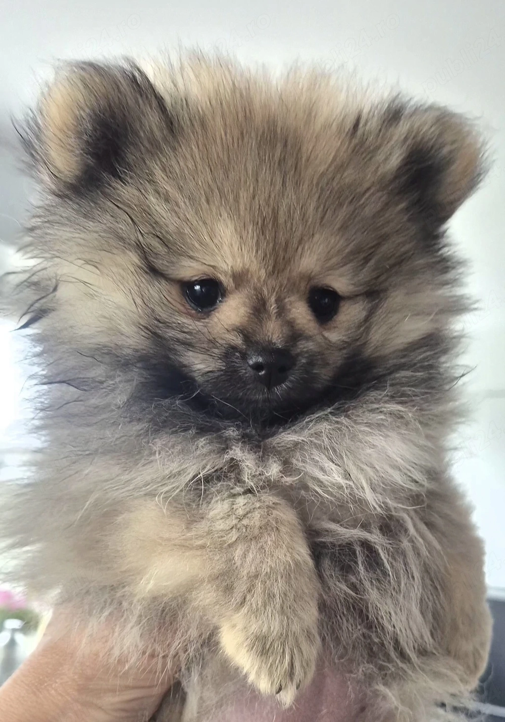 Pui Pomeranian super drăgălași 