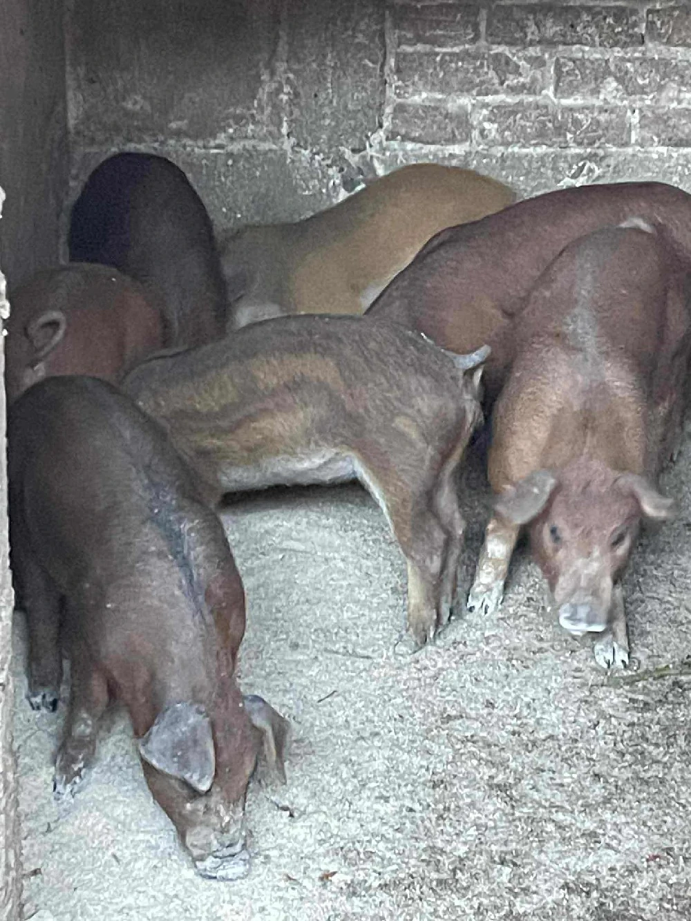 Purcei duroc 