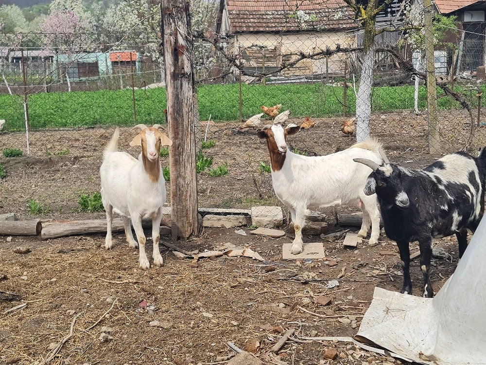 Capre Boer de vanzare