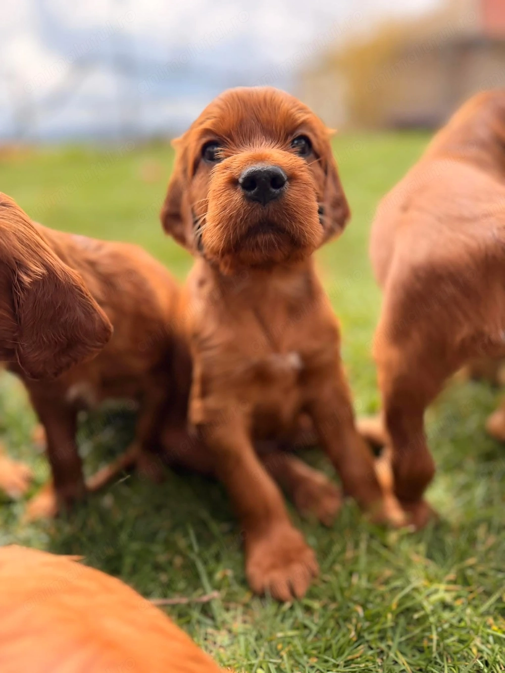 Vand setter irlandez