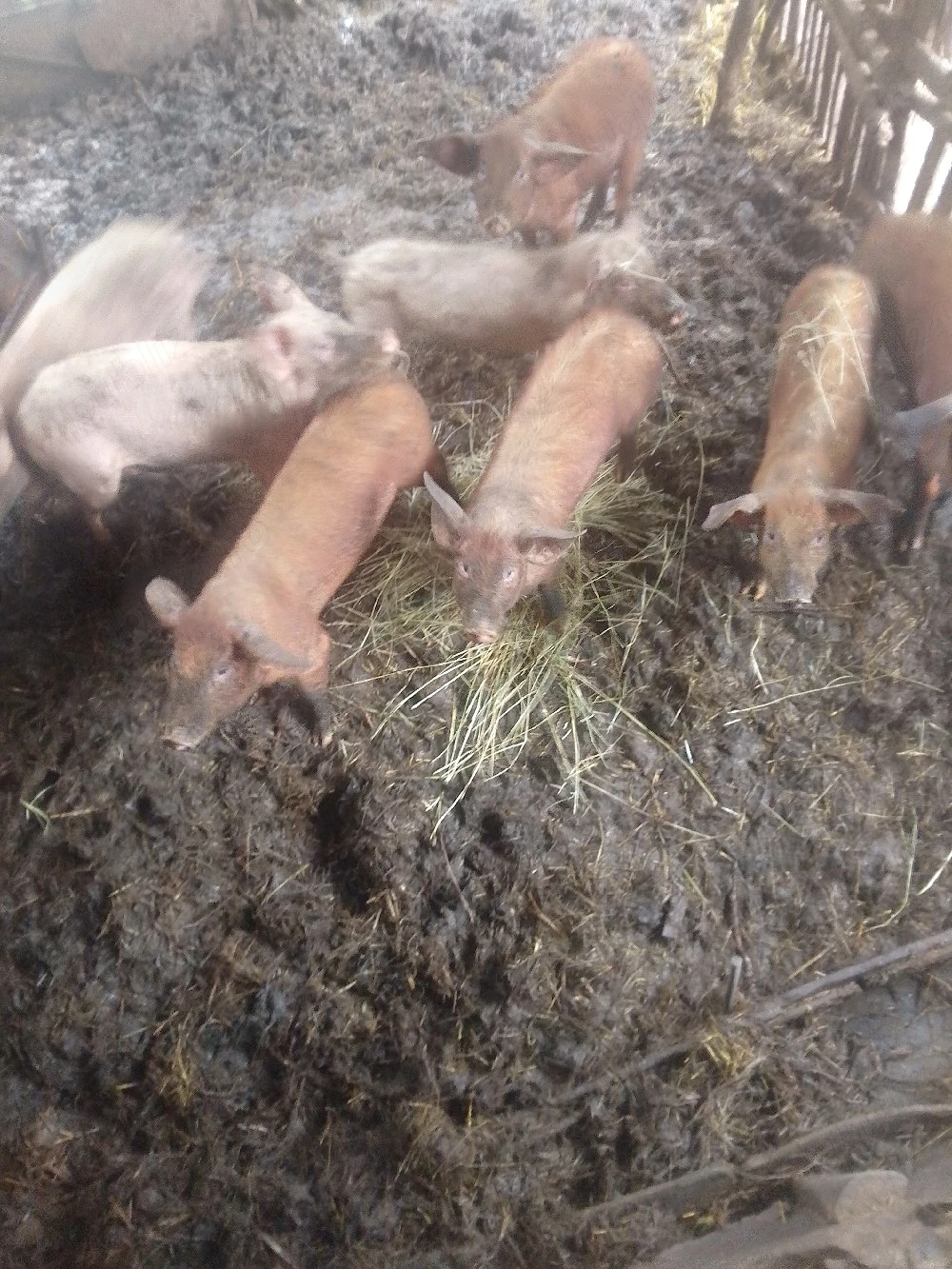 de vânzare ce se vede in poza 