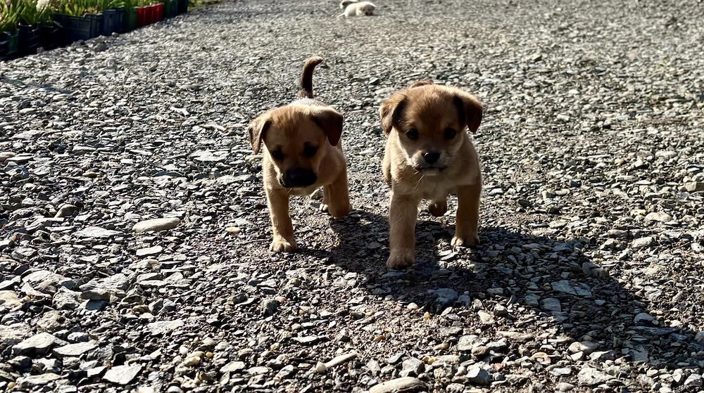  Nu cerem mult  doar o șansă. 