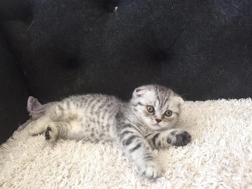 Scottish Fold Chinchilla, par scurt, vaccin, deparazitare, carnet de sanatate