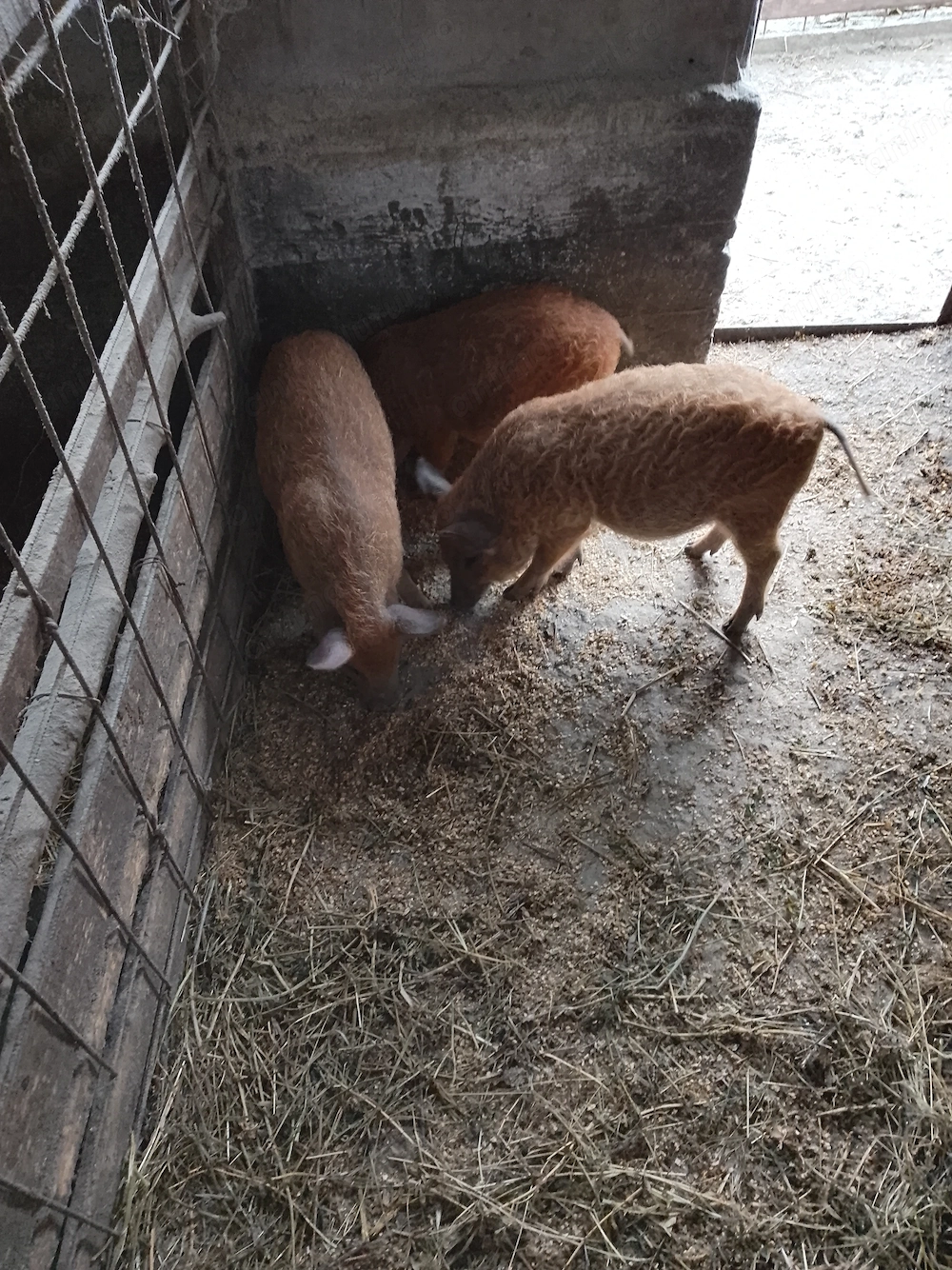 Purcei mangalita de vânzare 