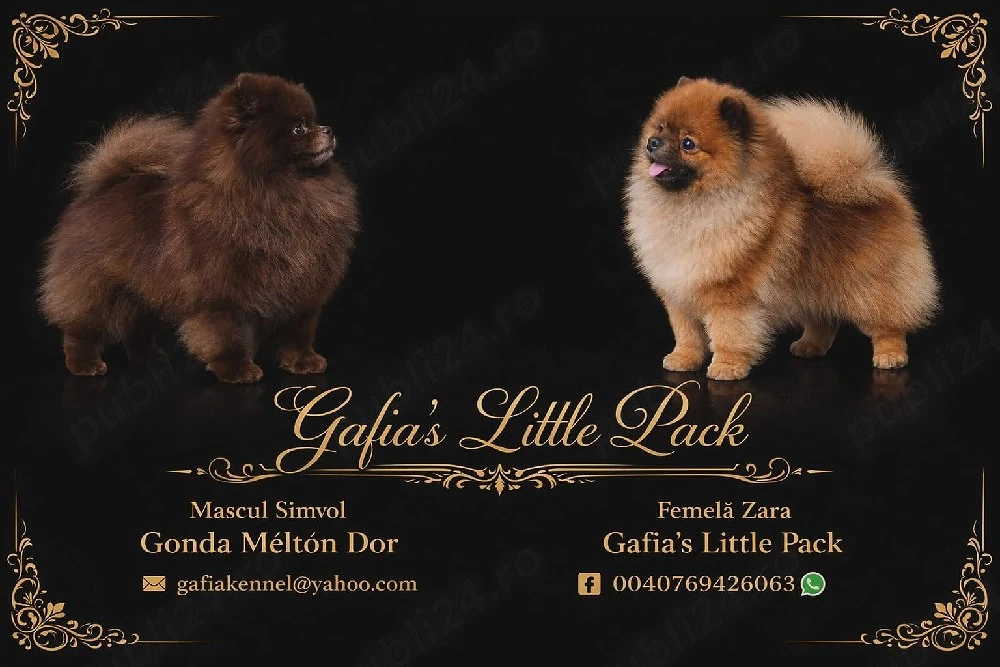 Pomeranian cu pedigree FCI ACHR 