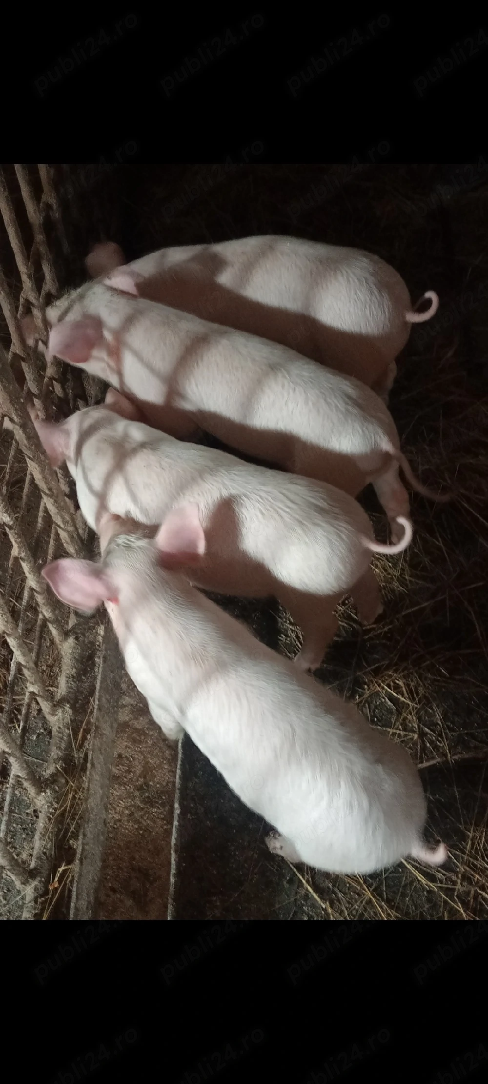 Purcei 9 săptămâni !!