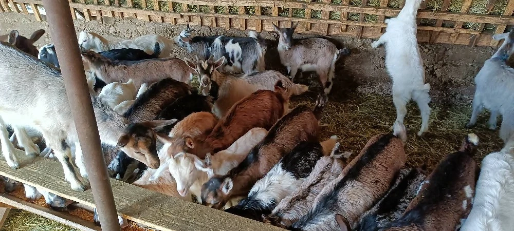 Iezi de vânzare 
