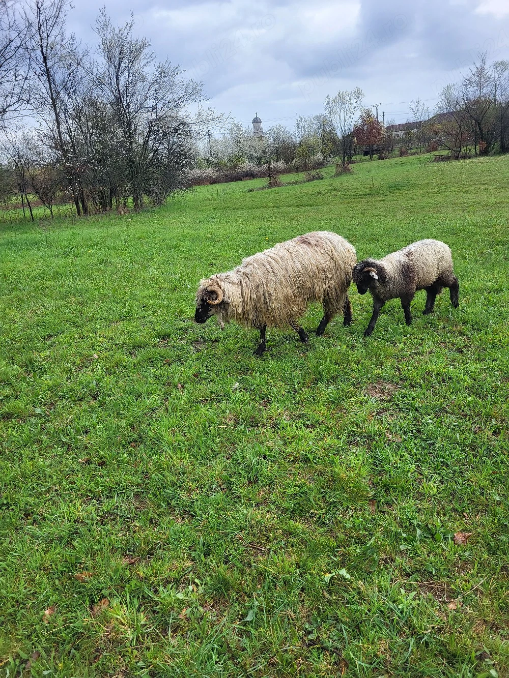Vand mioara cu mieluta