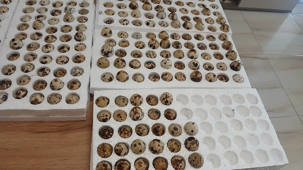 oua de prepelite de incubat 