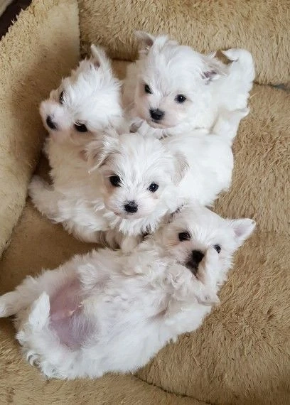pui bichon maltese mini toy 