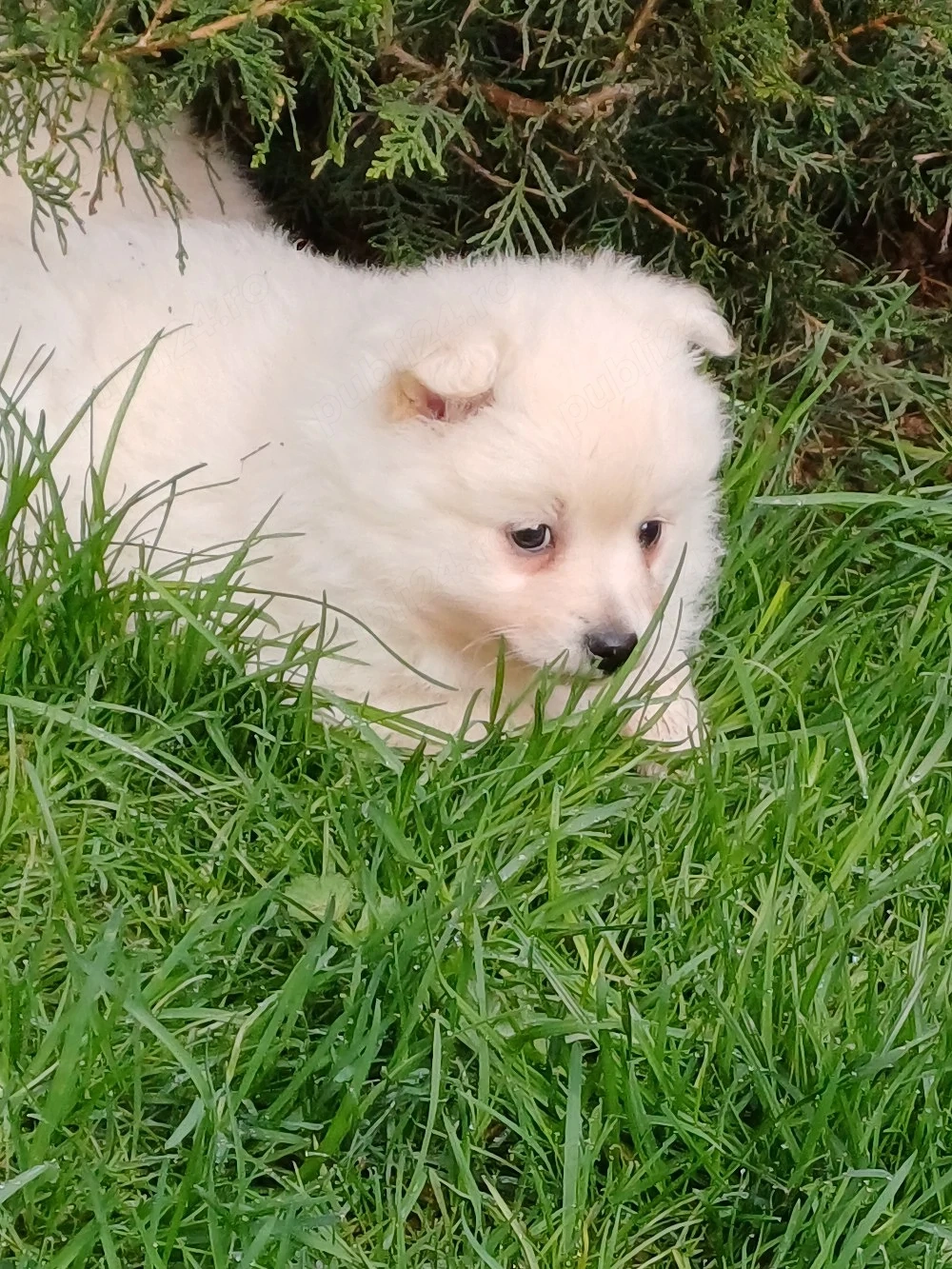 piticii de grădină 