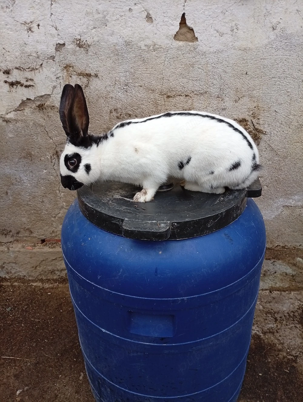 fluture german 10 luni 