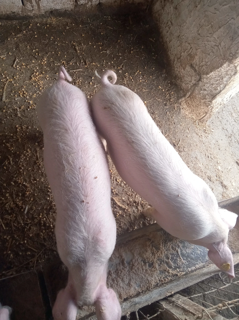 Purcei de vânzare 