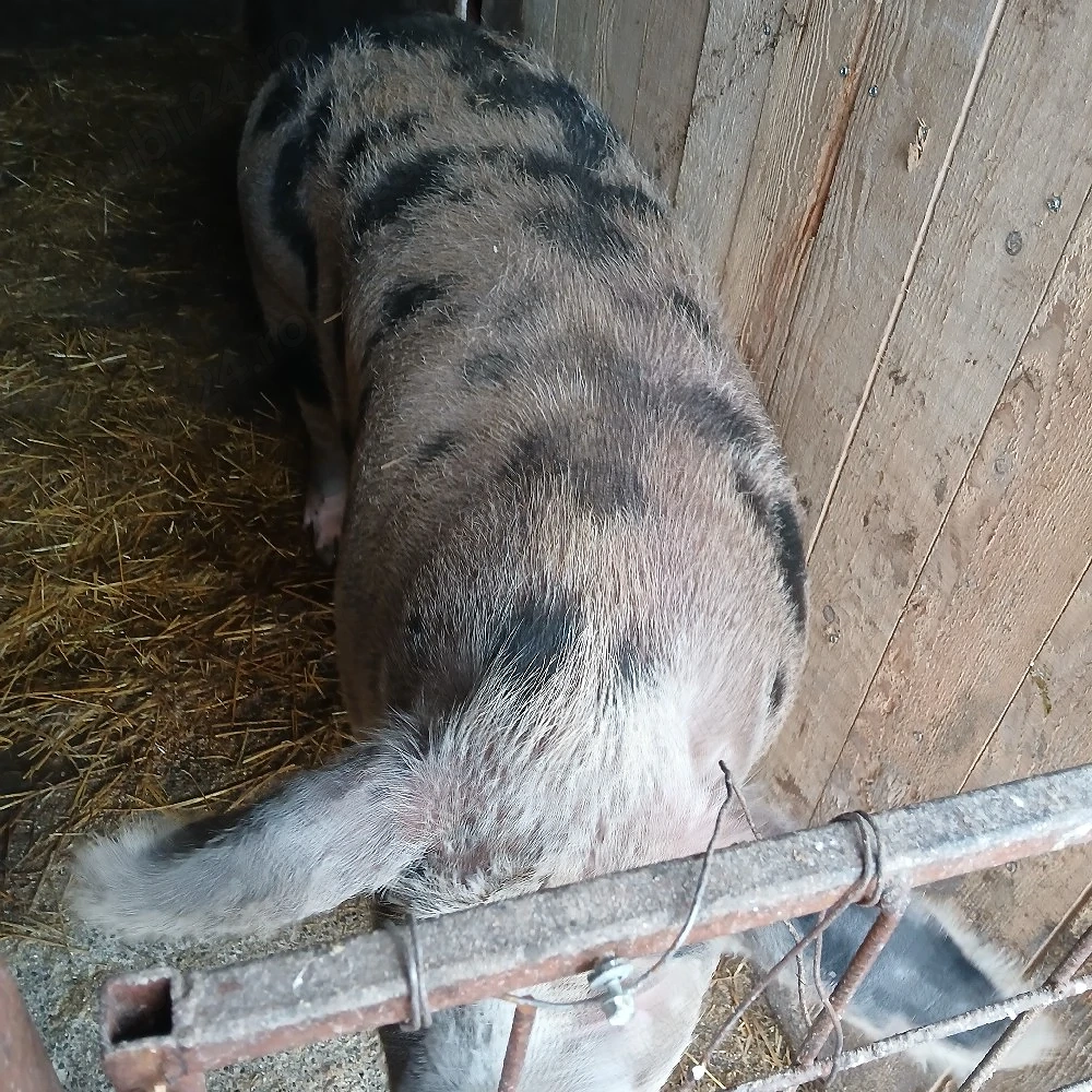 vand porc pt sacrificat 13lei kg