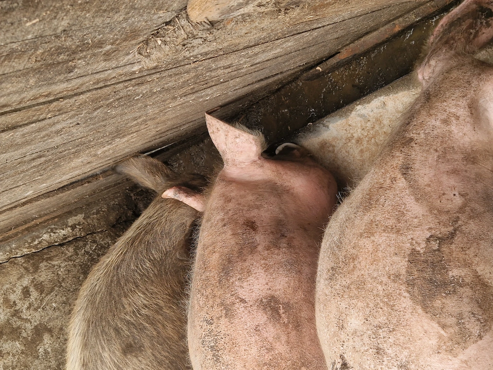 Vand porci marele alb 