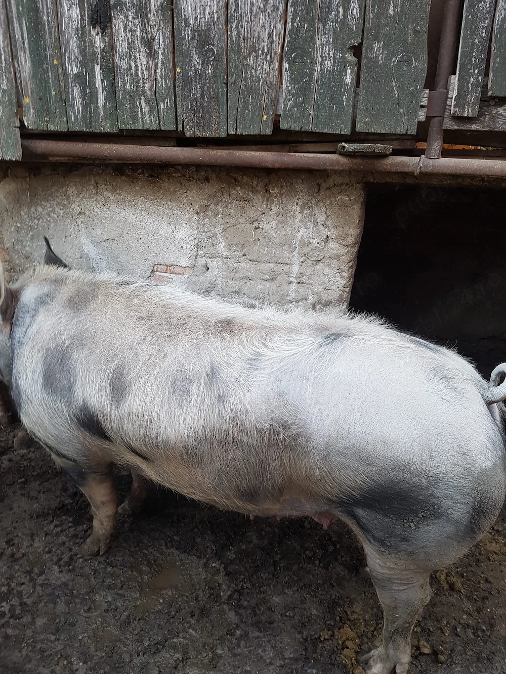 Porc de vânzare de carne