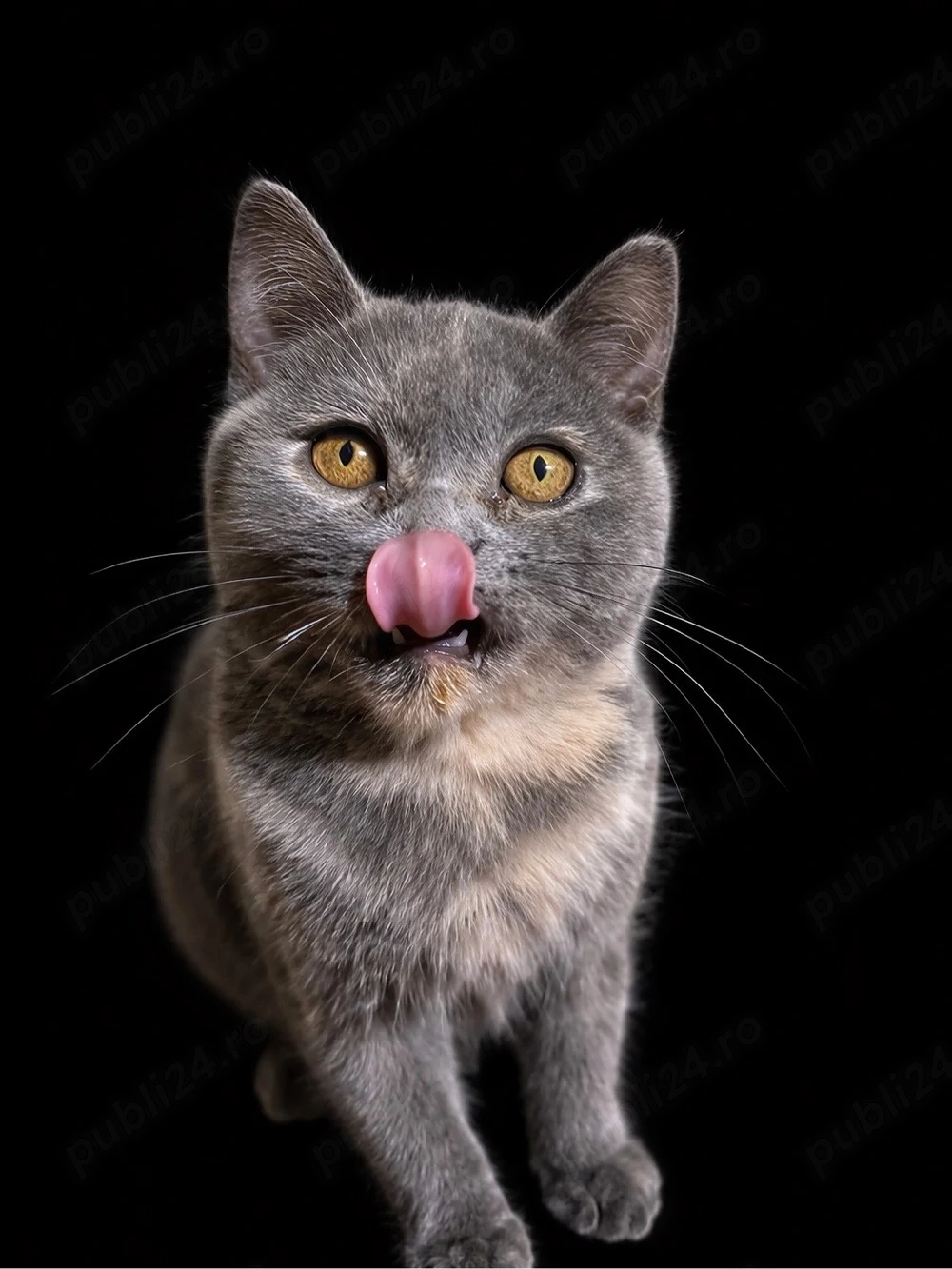 Vand pui femela british shorthair