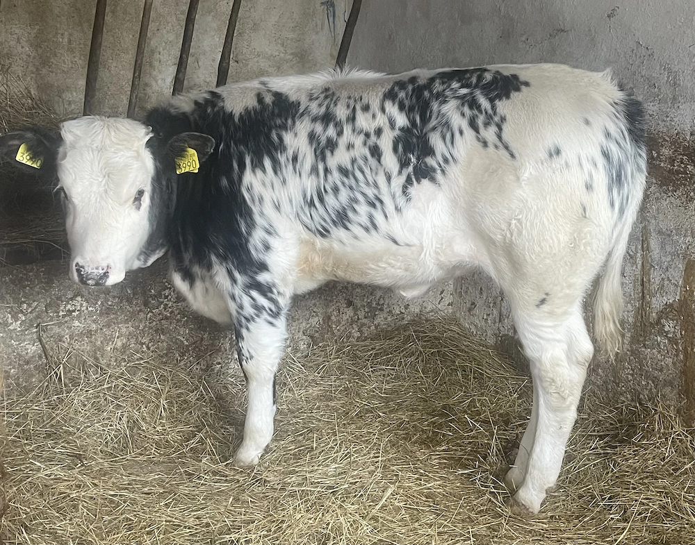 De vanzare vitică belgiana și Tauras bălțat !