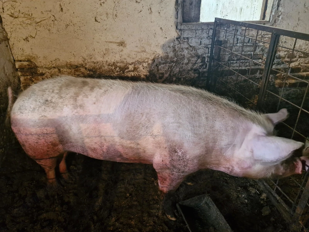Vând porci de gospodărie + Mangalita (carne premium)