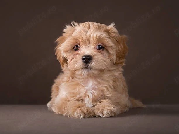 Catei maltipoo