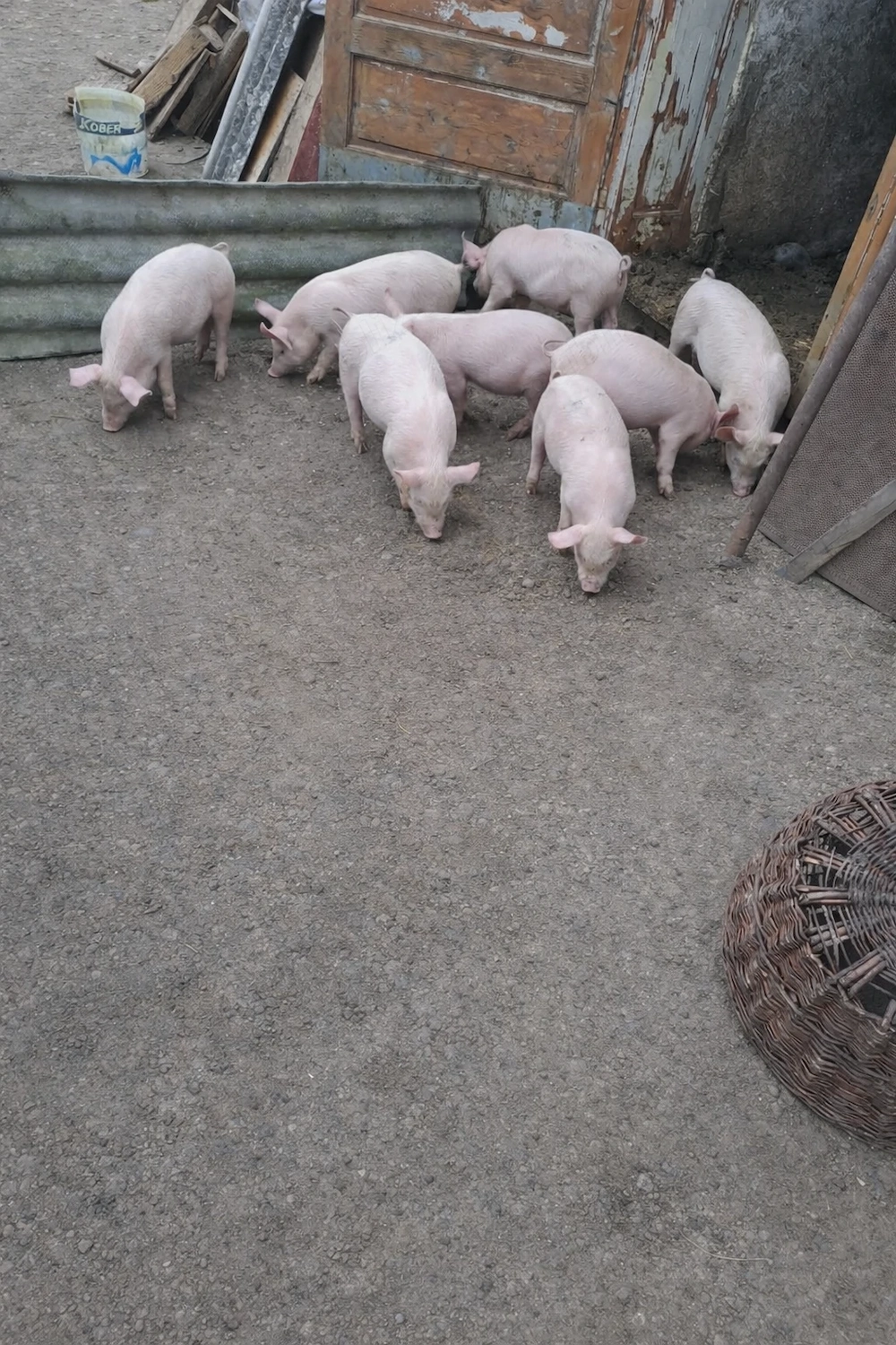 Purcei frumoși albi