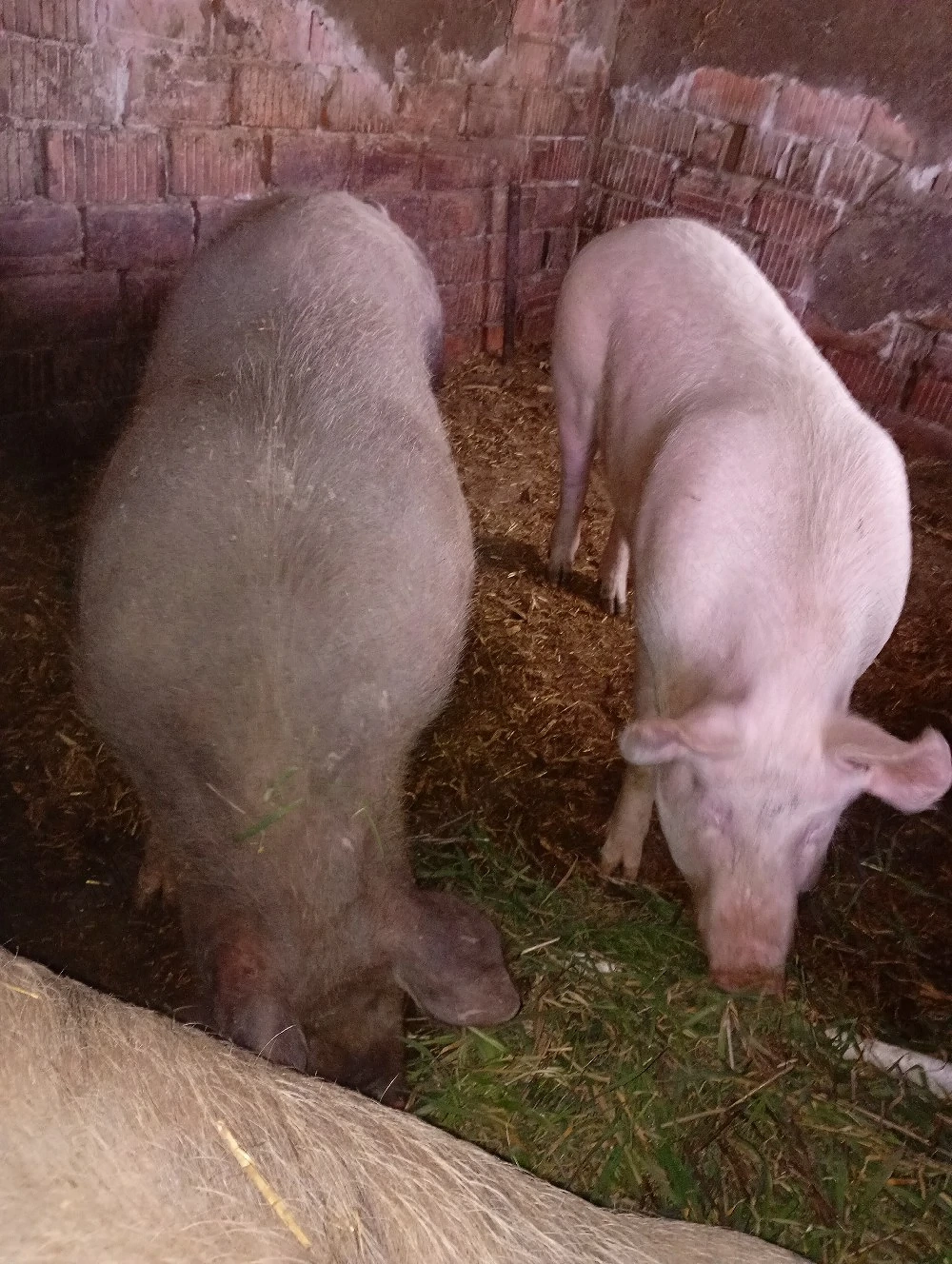 Vand porc.  