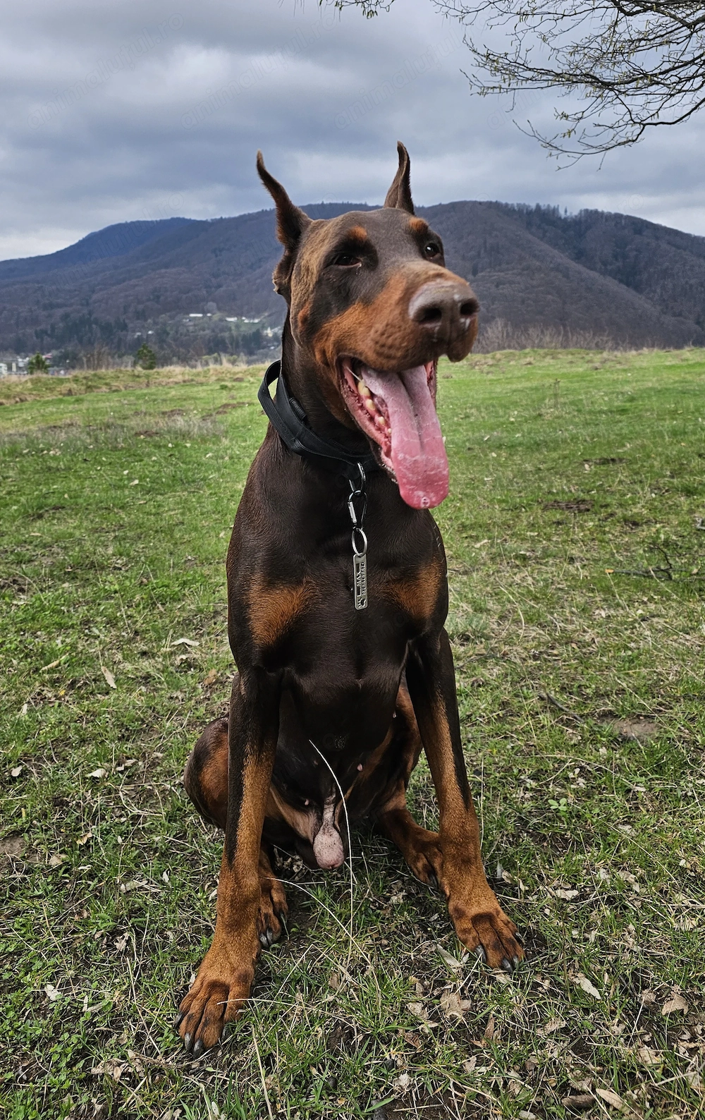 Doberman mascul