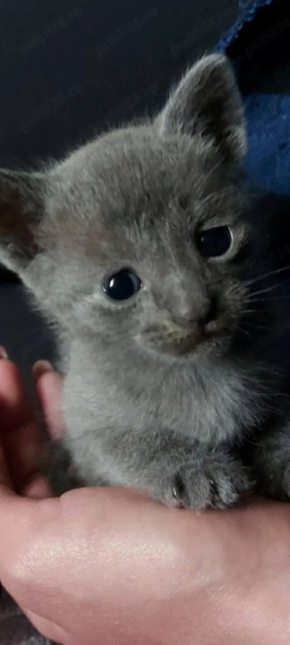 albastru de Rusia!!!