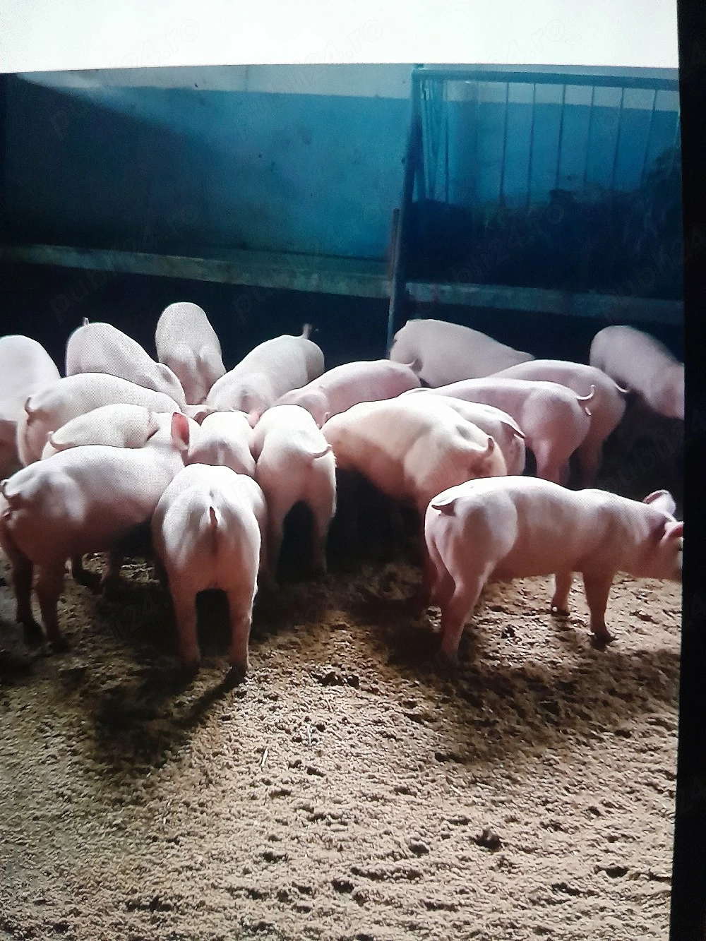 purcei si poarci mari rasa de carne!