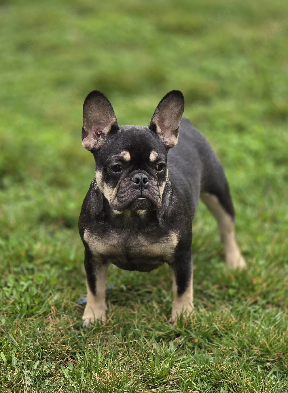 Bulldog buldog francez 