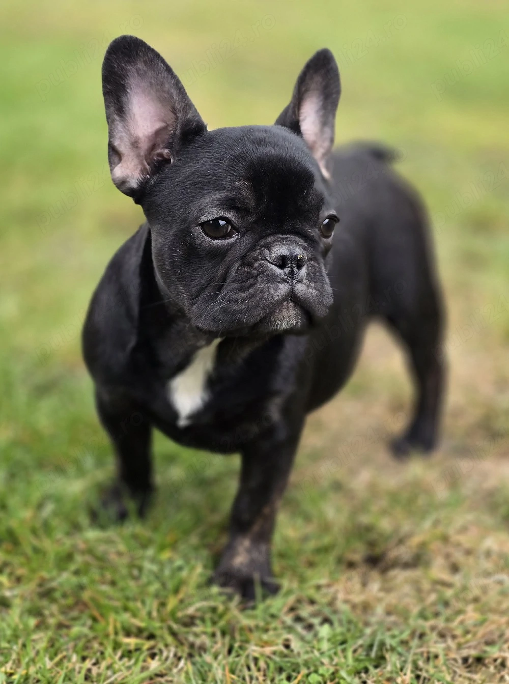 Bulldog francez - buldog francez