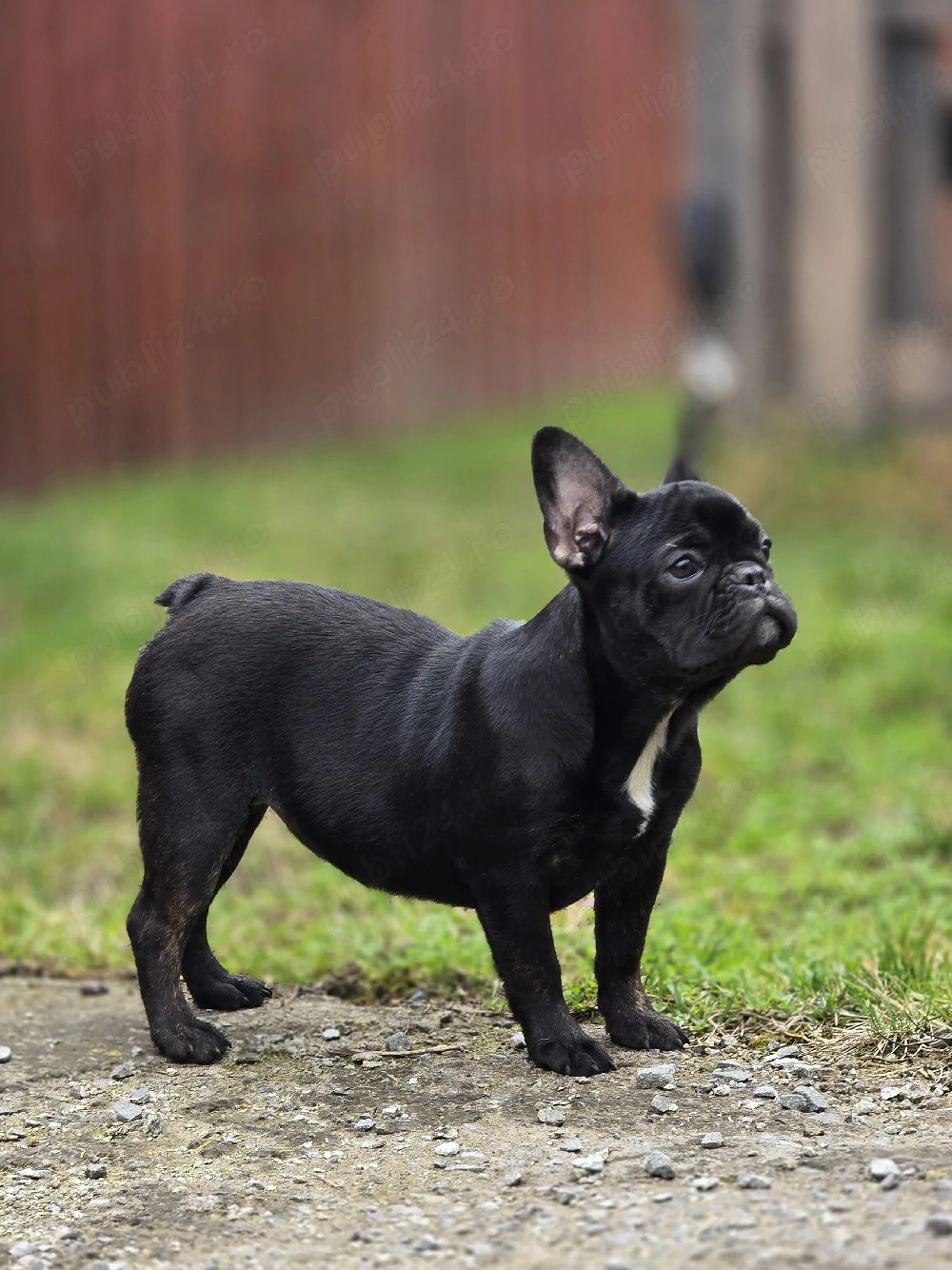 bulldog francez - buldog francez 