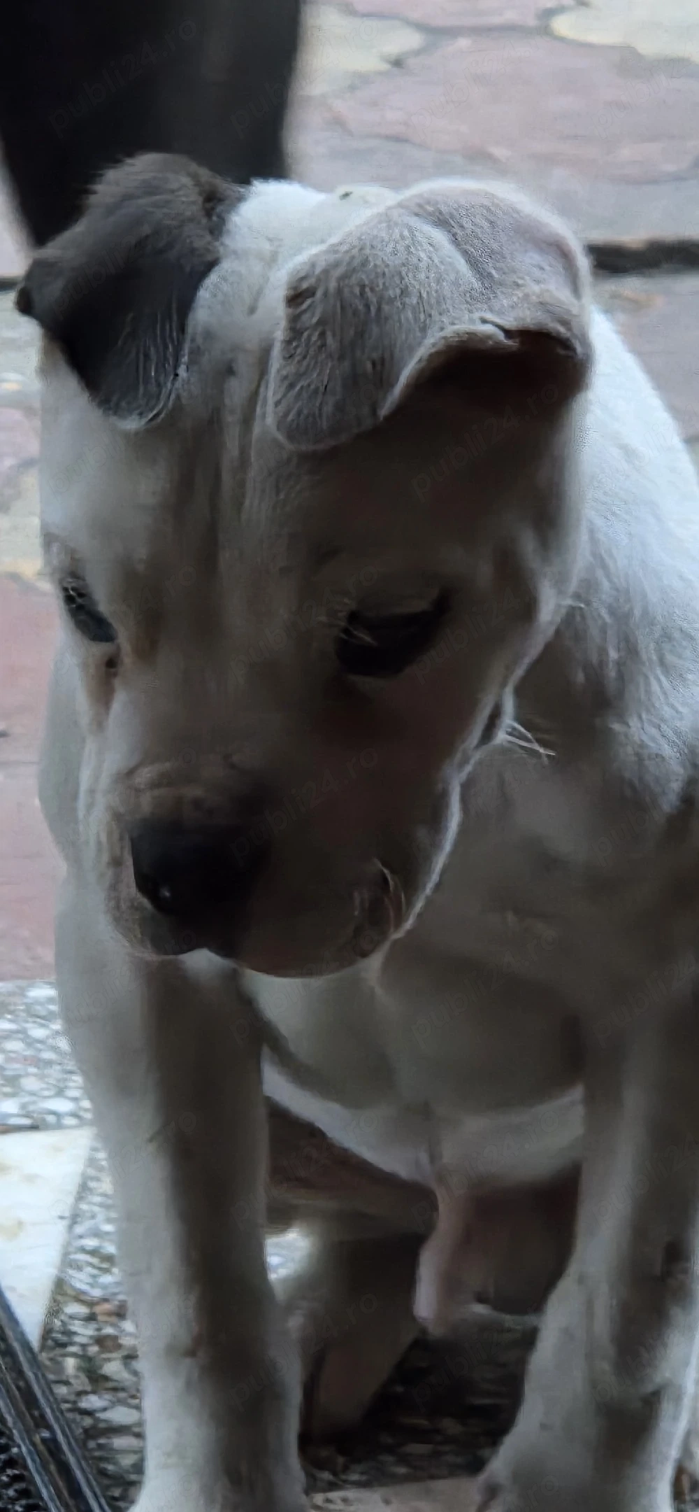 Cățel Dog Argentinian 3 luni