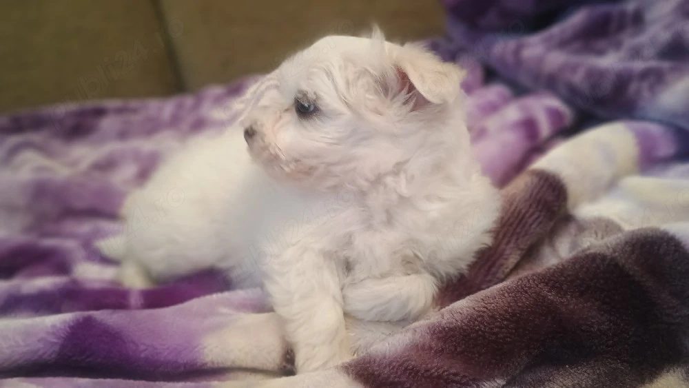 cățel Bichon maltez mini toy 