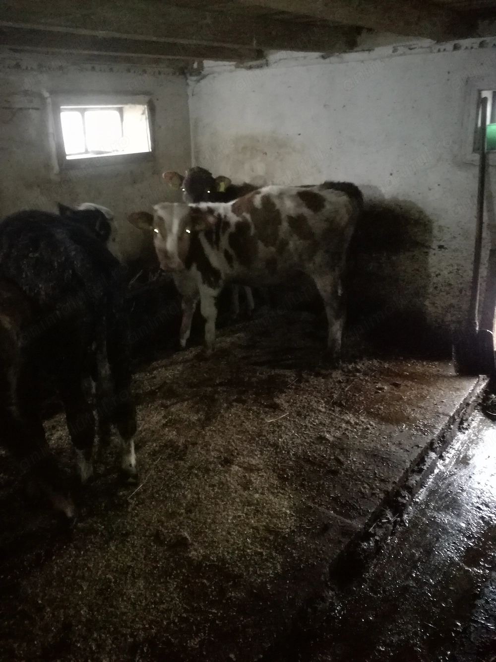 Taurasi de vanzare vand