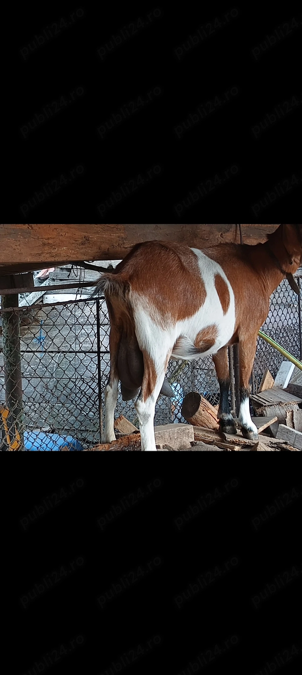 Iedute din capre bune de lapte 