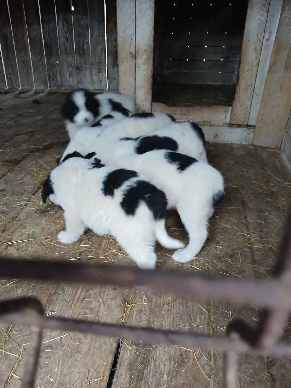 Pui Ciobanesc Romanesc de Bucovina