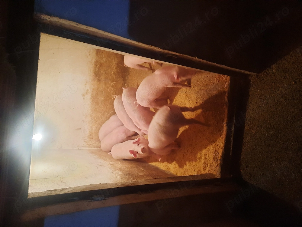 Vand purcei marele alb 